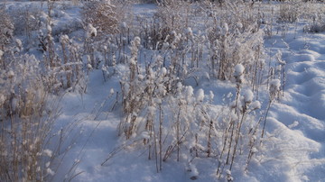 雪地 阳光 雪花