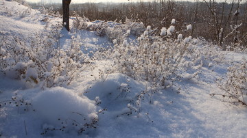 雪地 阳光 雪花