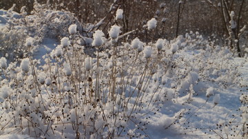 雪地 阳光 雪花