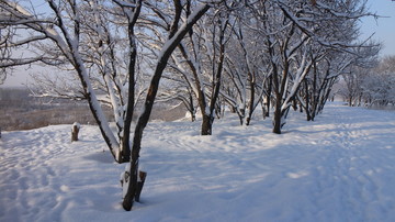 雪后的树林