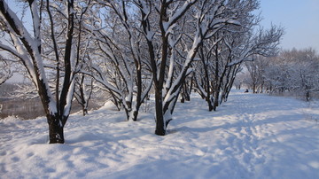 雪后的树林