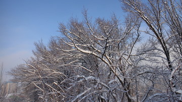 雪落树枝