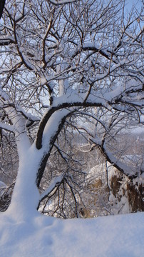 雪落树枝