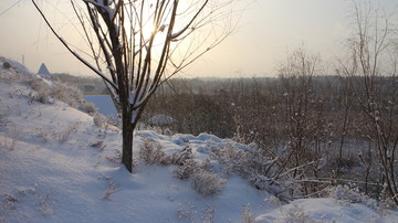 雪坡树林