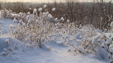 雪绒花 雪挂