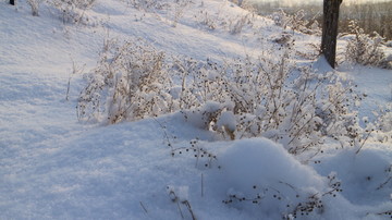 雪中杂草 雪挂