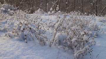 雪地杂草 雪挂