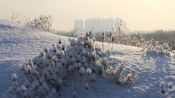 雪中白花