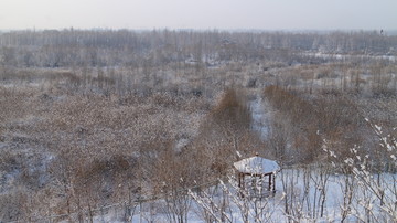 雪中芦苇荡