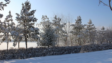 雪中松林