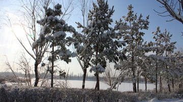 雪中松林