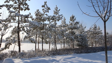 雪中松林