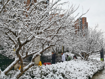 雪景