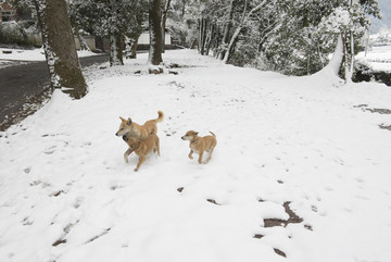 玩雪的狗