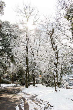 雪景