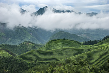 茶园风光