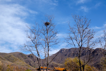 深山枯树