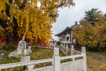 南京惠济寺古银杏树