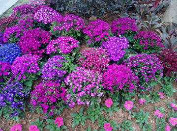 小花朵 路边植物花 野花