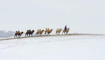冬季坝上骆驼