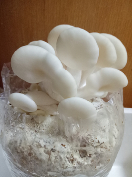 家庭种蘑菇