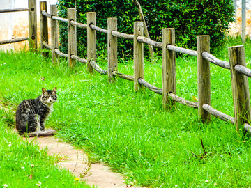 草地小猫