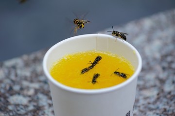 几只黄蜂扑向一杯橙汁特写