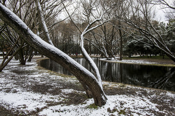 雪景