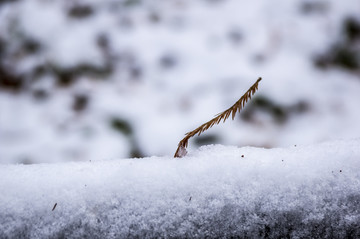 雪景