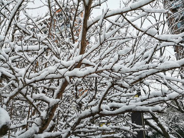 雪景 下雪