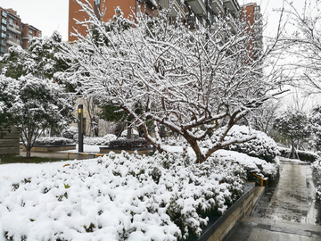 雪景 下雪