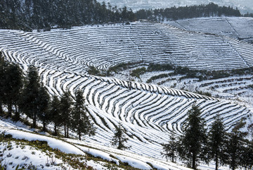 茶园雪后