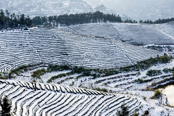 茶园雪后