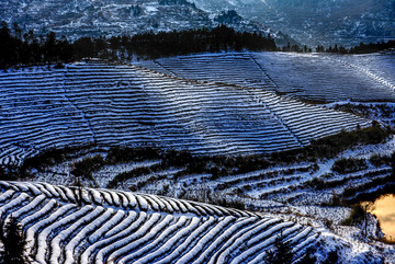 雪后茶园