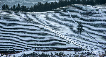 雪后茶园