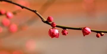 梅花花苞