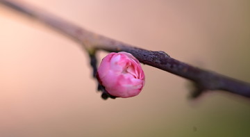 梅花花苞