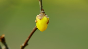 黄腊梅花苞