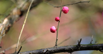 梅花花苞特写