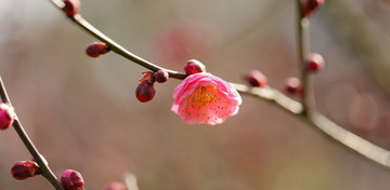 盛开的梅花特写