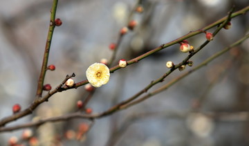 梅花特写