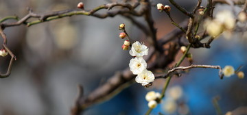 梅花特写