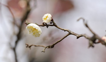 梅花特写