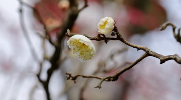 梅花特写