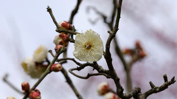 梅花特写