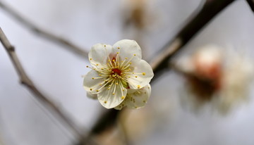 梅花特写