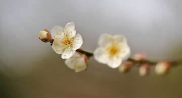 梅花特写