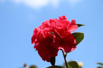 花 茶花 花瓣 特写 红色茶