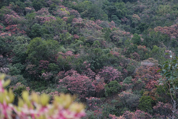 吊钟花