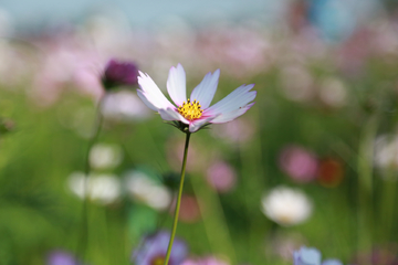 花 景深